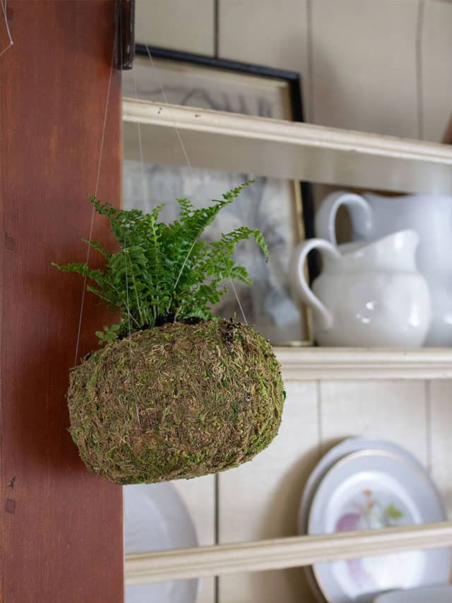 DIY Kokedama Plant
