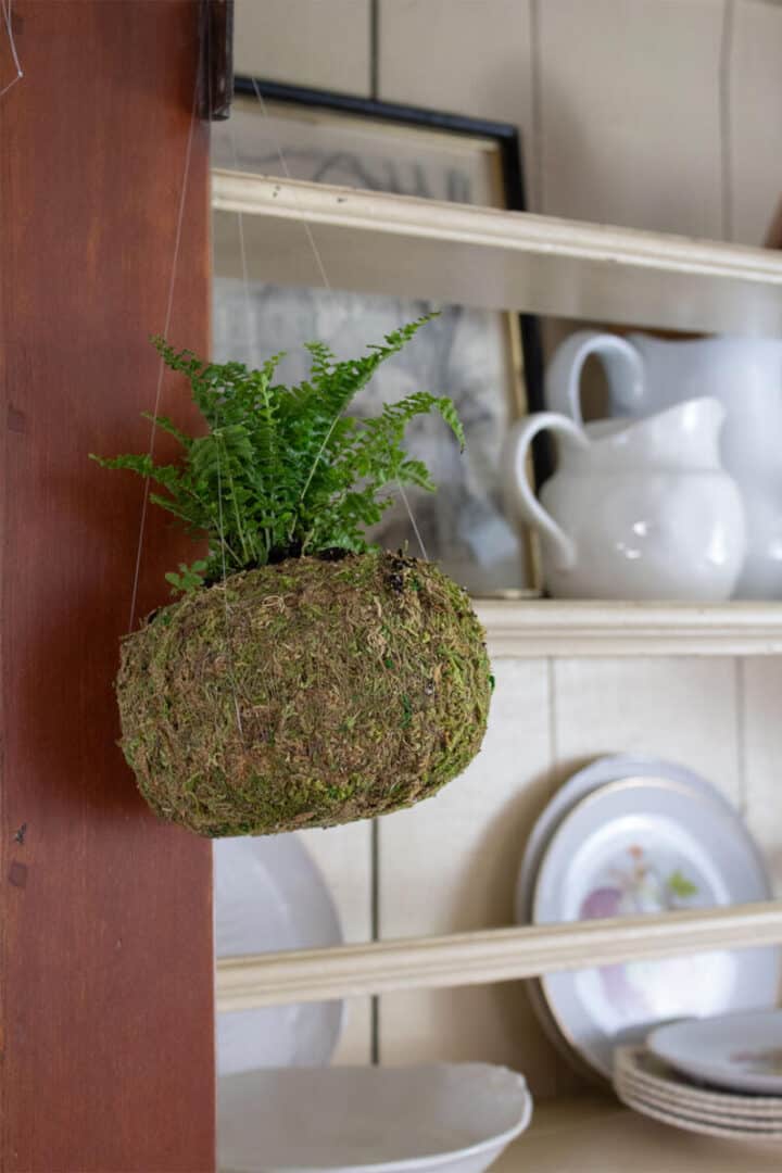 how-to-make-a-kokedama-moss-ball