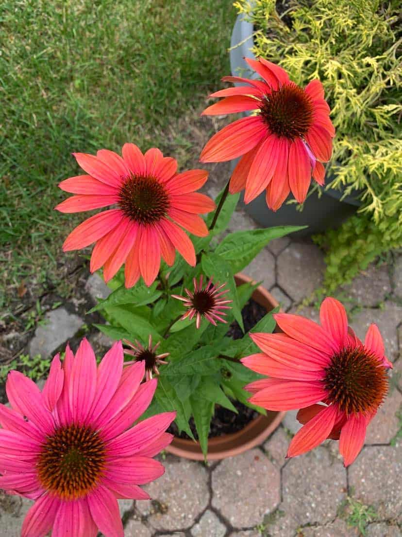 Best Flowers For Butterflies And Hummingbirds The Home