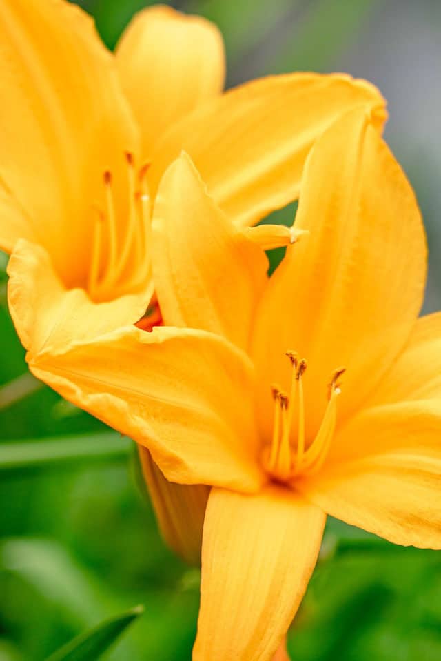 daylily-flowers