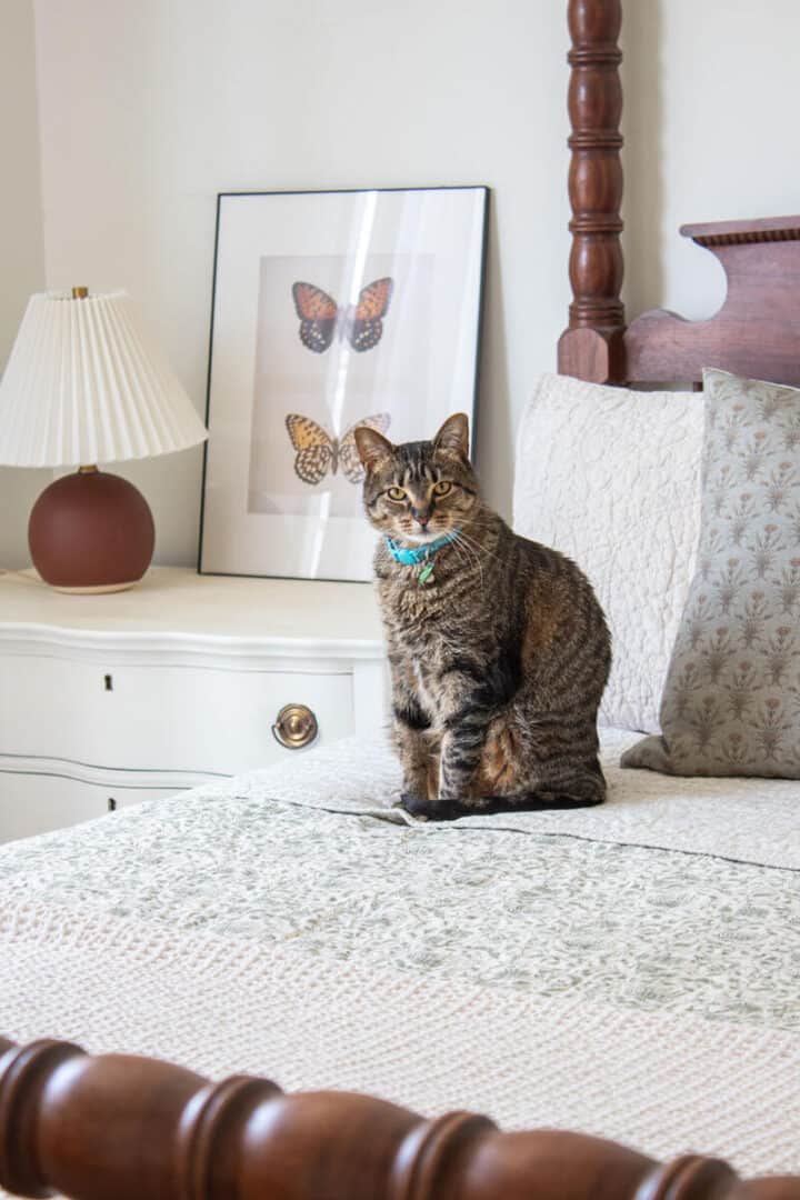 floors-that-are-durable-with-pets