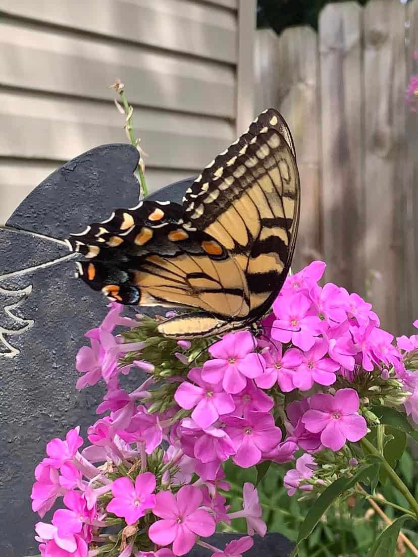 Best Flowers For Butterflies And Hummingbirds The Home