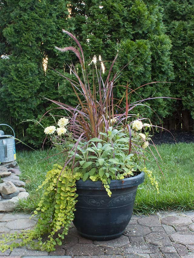 Full Sun Container Garden