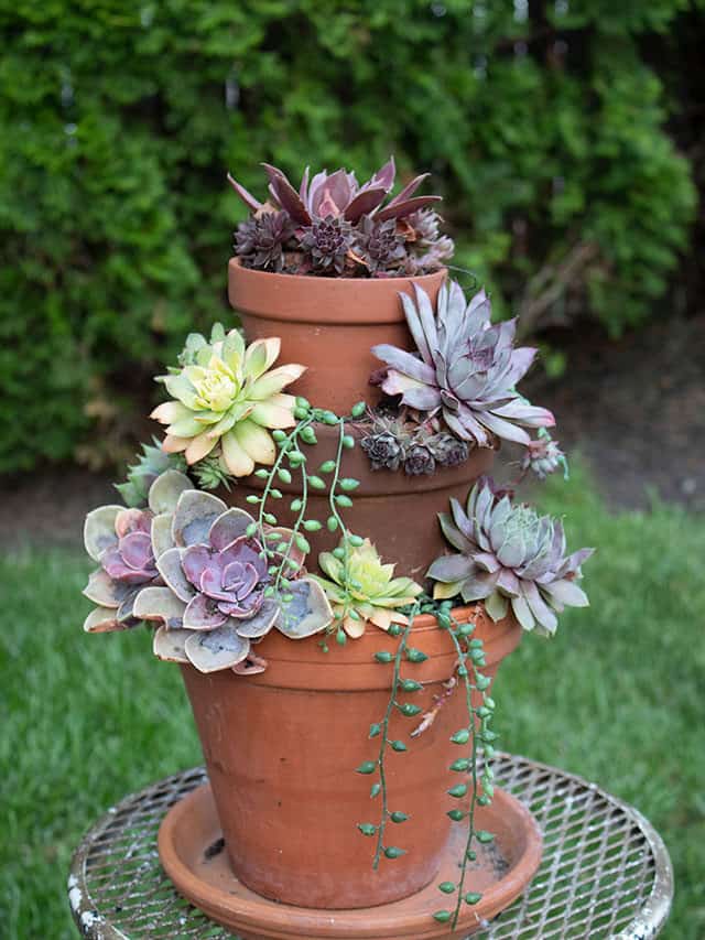 DIY Succulent Planter