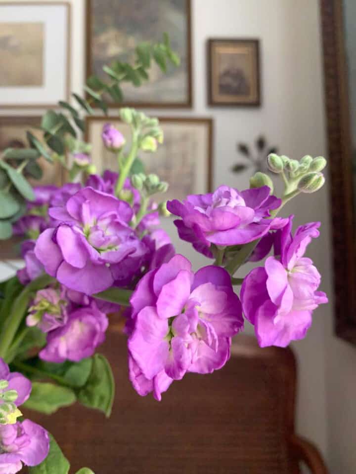 purple-stock-flowers