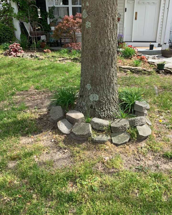 how-to-landscape-around-a-tree-BEFORE
