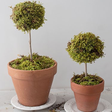 Live Moss Topiary DIY – EASY How To!