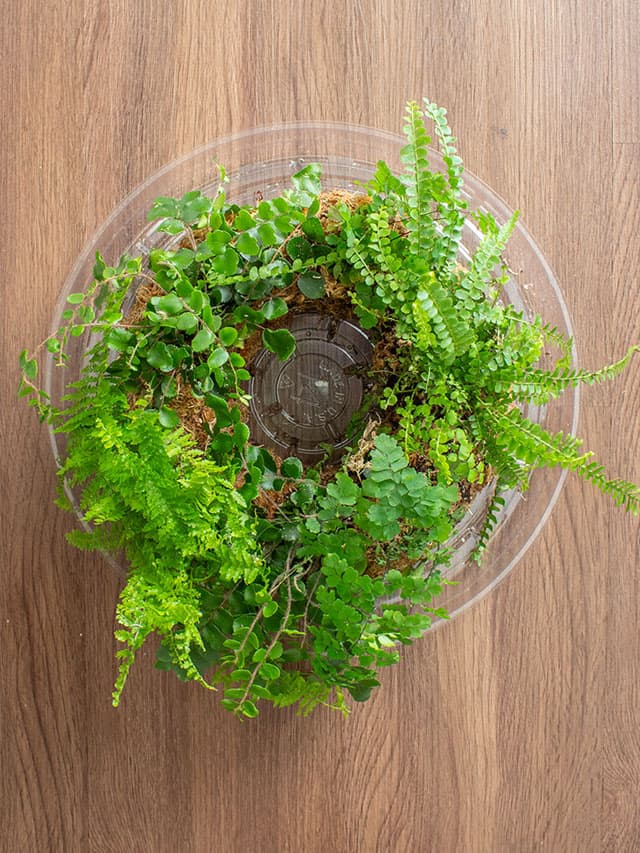 DIY Living Wreath How-To