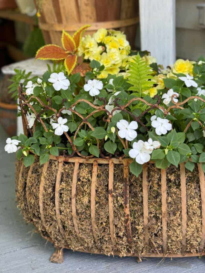 How To Line A Cast Iron Planter With Moss The Home