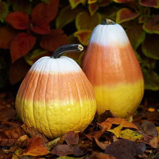 candy corn ombre painted pumpkins