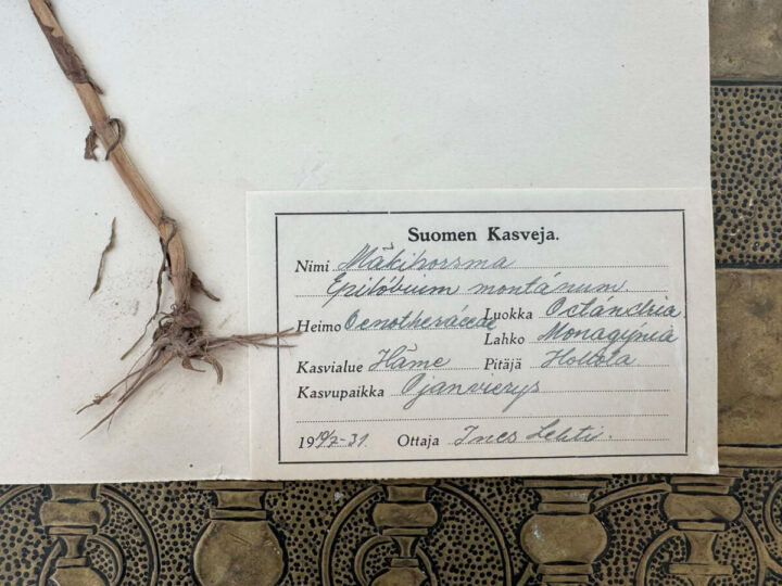 Herb-Botanical-label