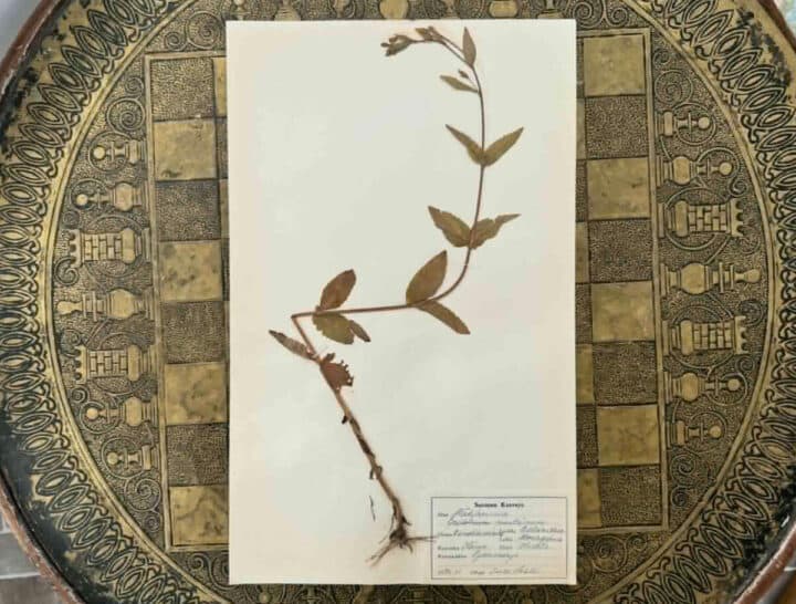 herbariums for sale online