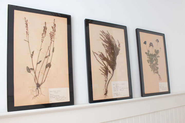 antique-framed-herbariums