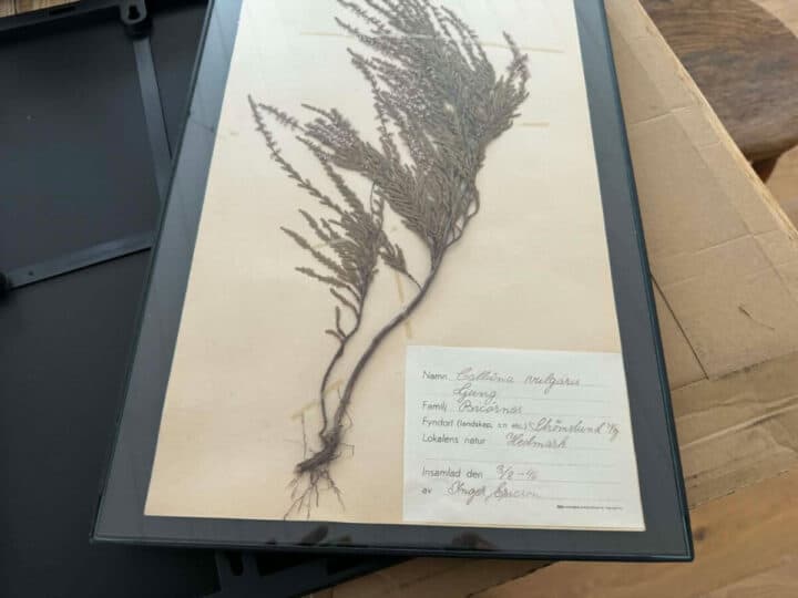 frames-for-antique-herbariums