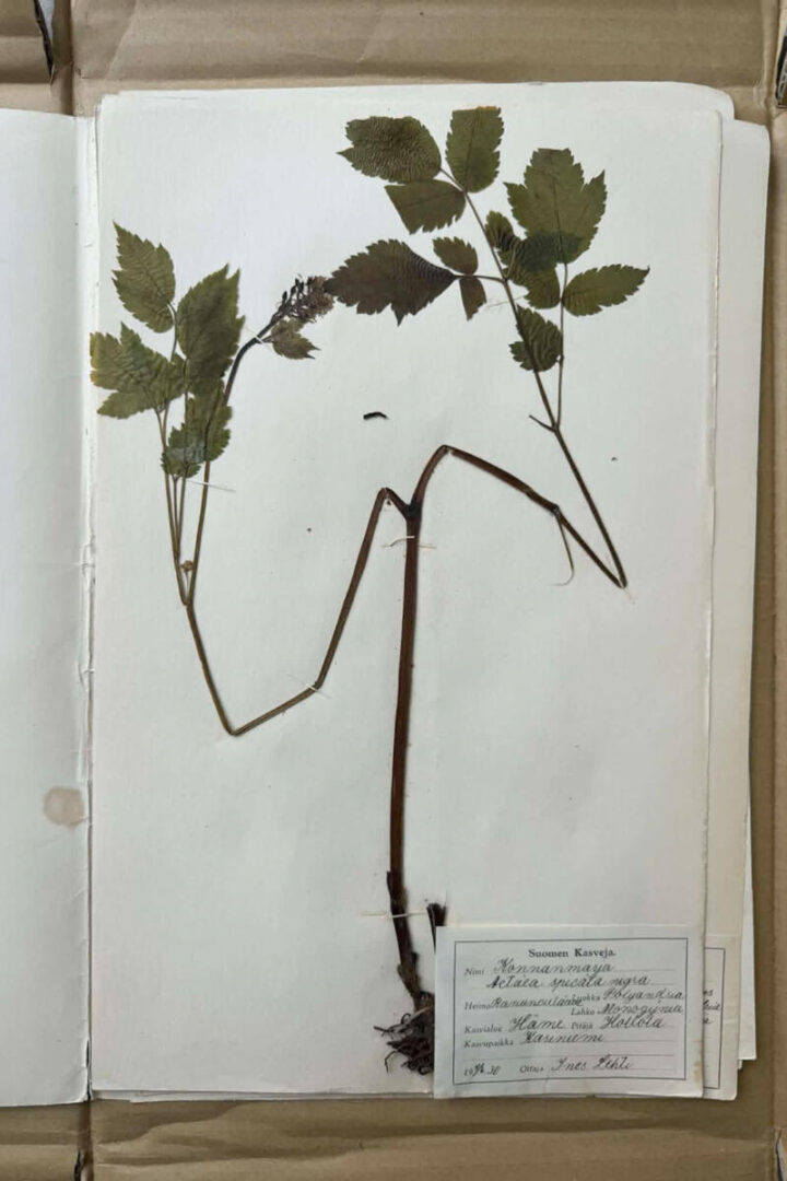herbarium-page