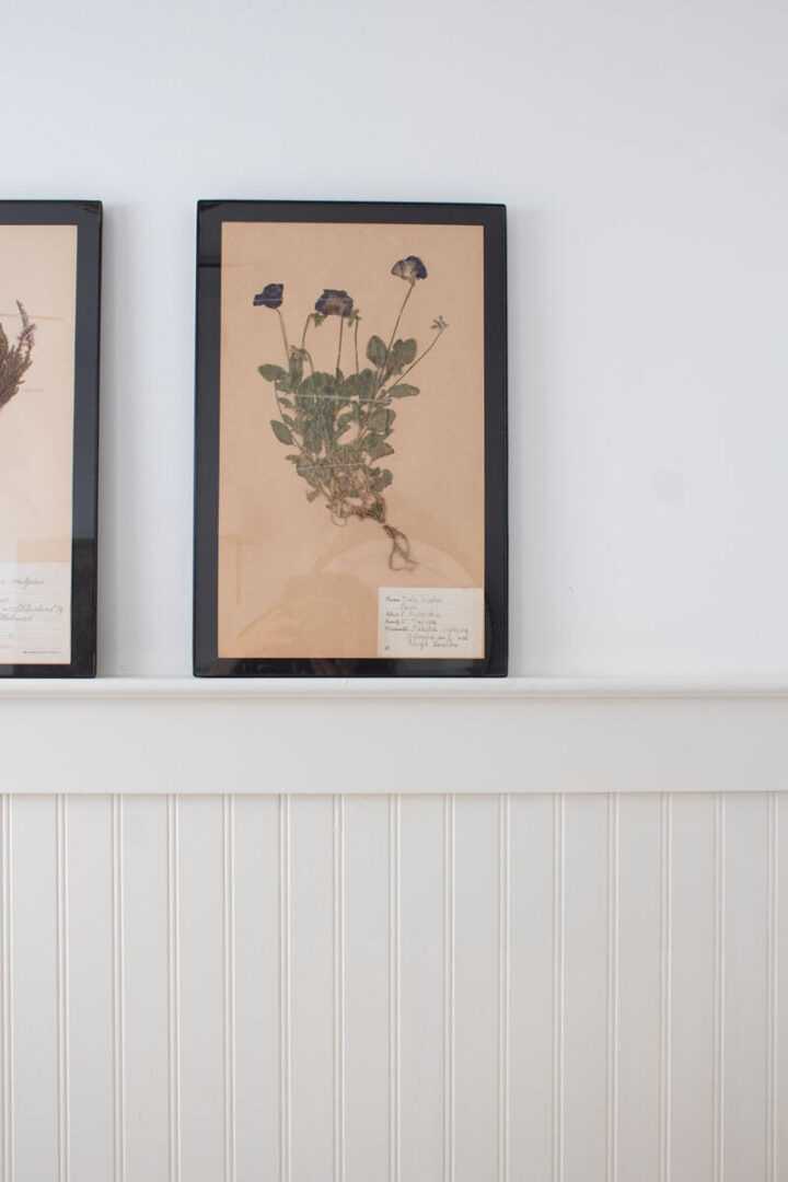 pressed-floral-art-pansy