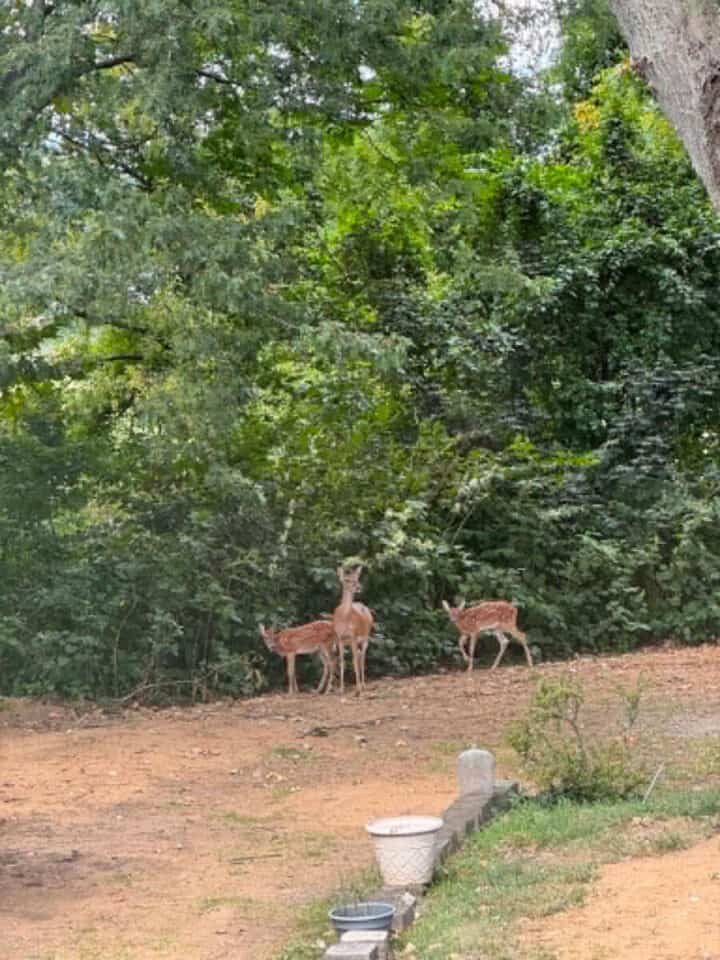 deer-in-backyard
