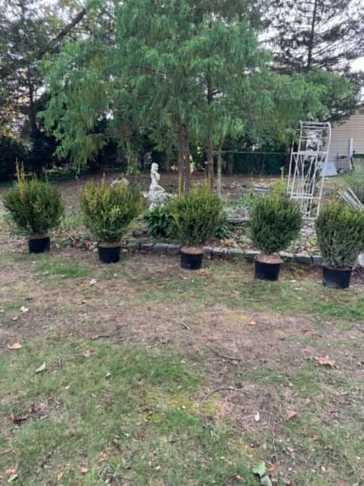 surrounding-garden-area-with-boxwoods