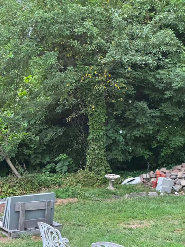 tree-covered-in-ivy