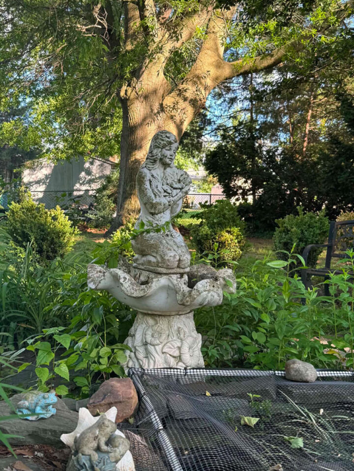 backyard-fish-pond