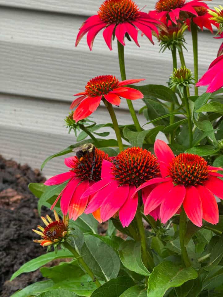 coneflowers-fall-color