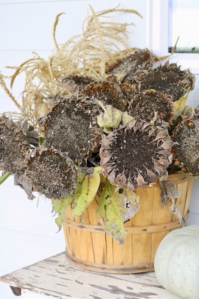 dried sunflower display