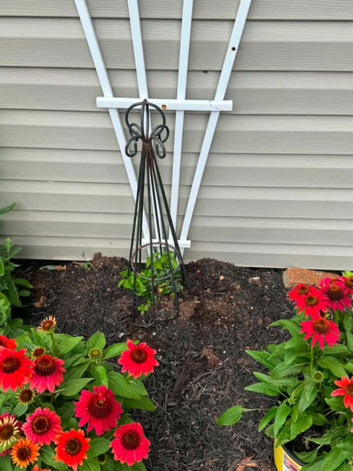 new-planting-climbing-hydrangea-vine