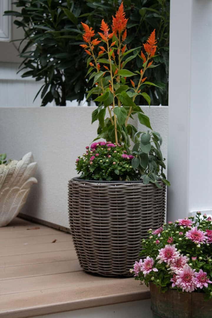fall-container-garden-mix