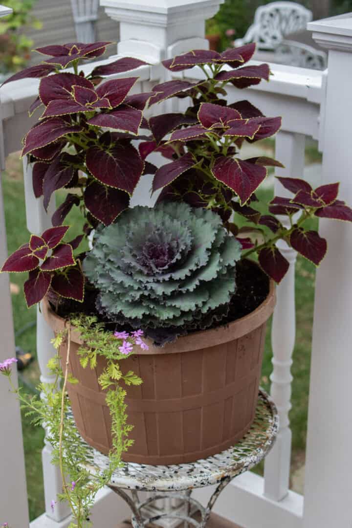 fall-planter-ideas-with-coleus-and-cabbage