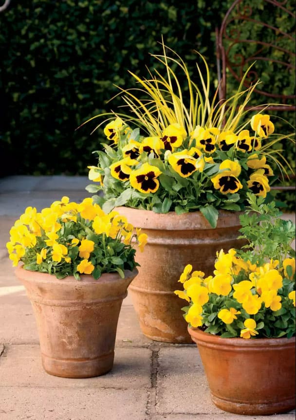 fall-planter-with-pansies-no-mums