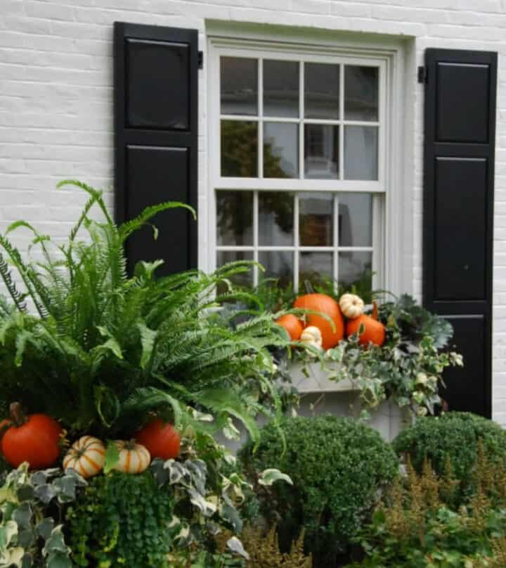 fall-window-box-with-pumpkins