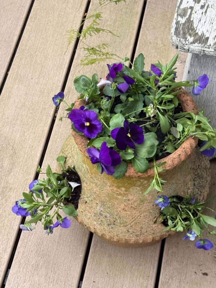 strawberry-pot-with-fall-plants