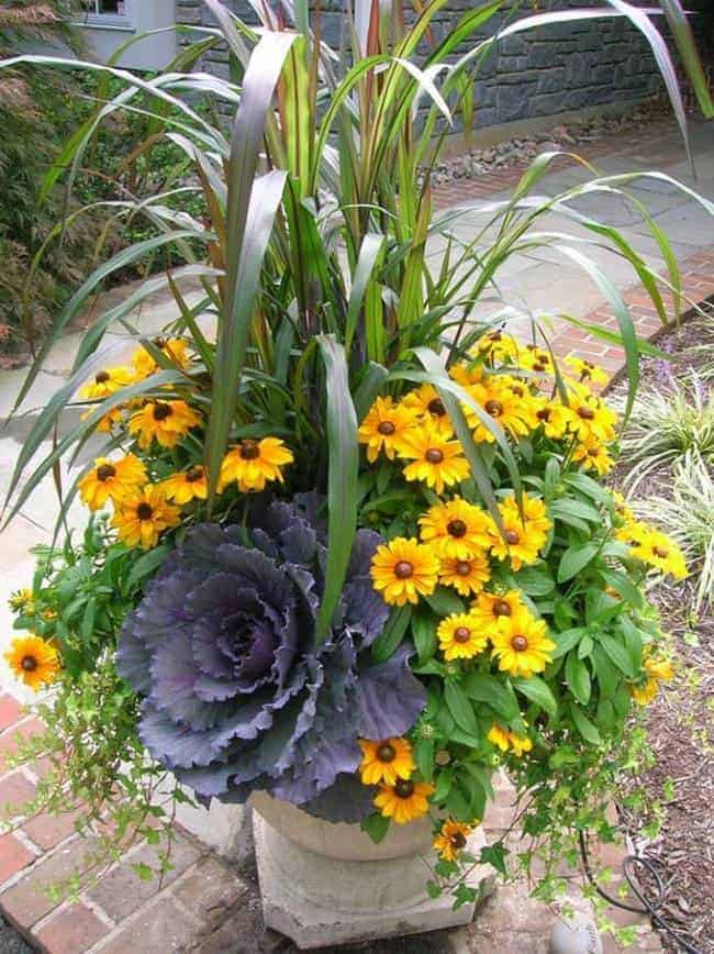 sunflower cabbage container garden fall
