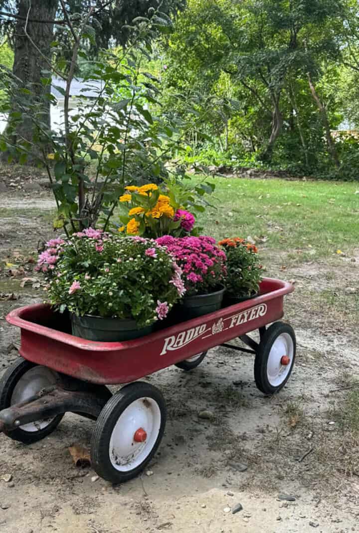 red wagon with fall flowers